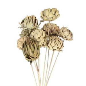 Kronärtskocka  blomma på pinne 10/fp
