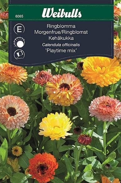 Ringblomma 'Playtime Mix'