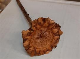 Protea compacta coronata 50/fp