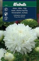 Aster Jätte- hög 'King Size White'