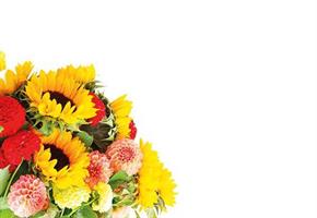 Oasis Kort Sunflower & Allium mix