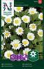 Tusensköna, Meadow Daisy, vild