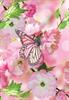 Kort Vikbara Pink flowers & butterfly 25/fp