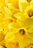 Kort Vikbara Yellow daffodil 25/fp