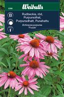 Rudbeckia, perenn röd