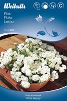 Flox vit