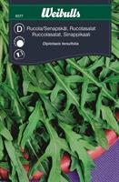 Rucola/Sandsenap