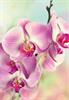 Kort Vikbara Pink Orchid 25/fp