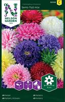 Aster Dubbel, bl färger
