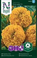 Tagetes Stor 'First Lady' F1