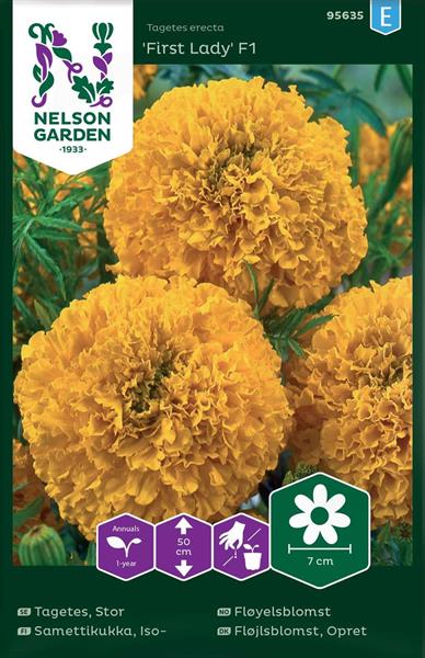 Tagetes Stor 'First Lady' F1