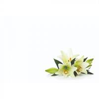 Oasis kort lilies