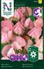 Luktärt Royal Rose, rosa