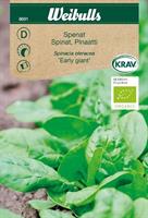 Spenat 'Early Giant' KRAV Organic