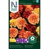 Tagetes Sammets- 'Strawberry Blond'