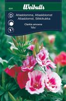 Atlasblomma mix