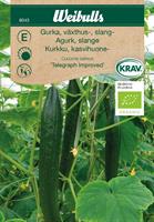 Gurka Slang- växthus- 'Telegraph Improved' Krav Organic