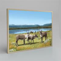 Renar  70x50 cm (Poster, inramad)