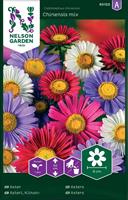 Aster Enkel, bl färger