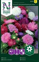 Aster 'Dwarf Chrysanthemum Mix'