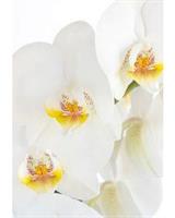 Kort Vikbara White orchid 25/fp