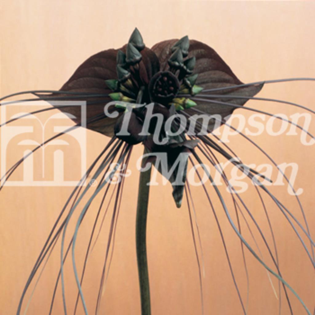 Fladdermusblomma