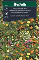 Mix Rabattblommor 'Dwarf Annula Flower' låga