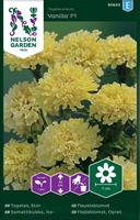 Tagetes Stor 'Vanilla' F1