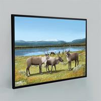 Renar  70x50 cm (Poster, inramad)