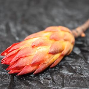 Protea repens röd 20/fp