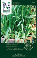 Allium 'Quattro' F1