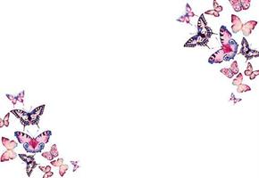 Oasis Kort butterflies on white