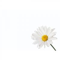 Oasis Kort white daisy