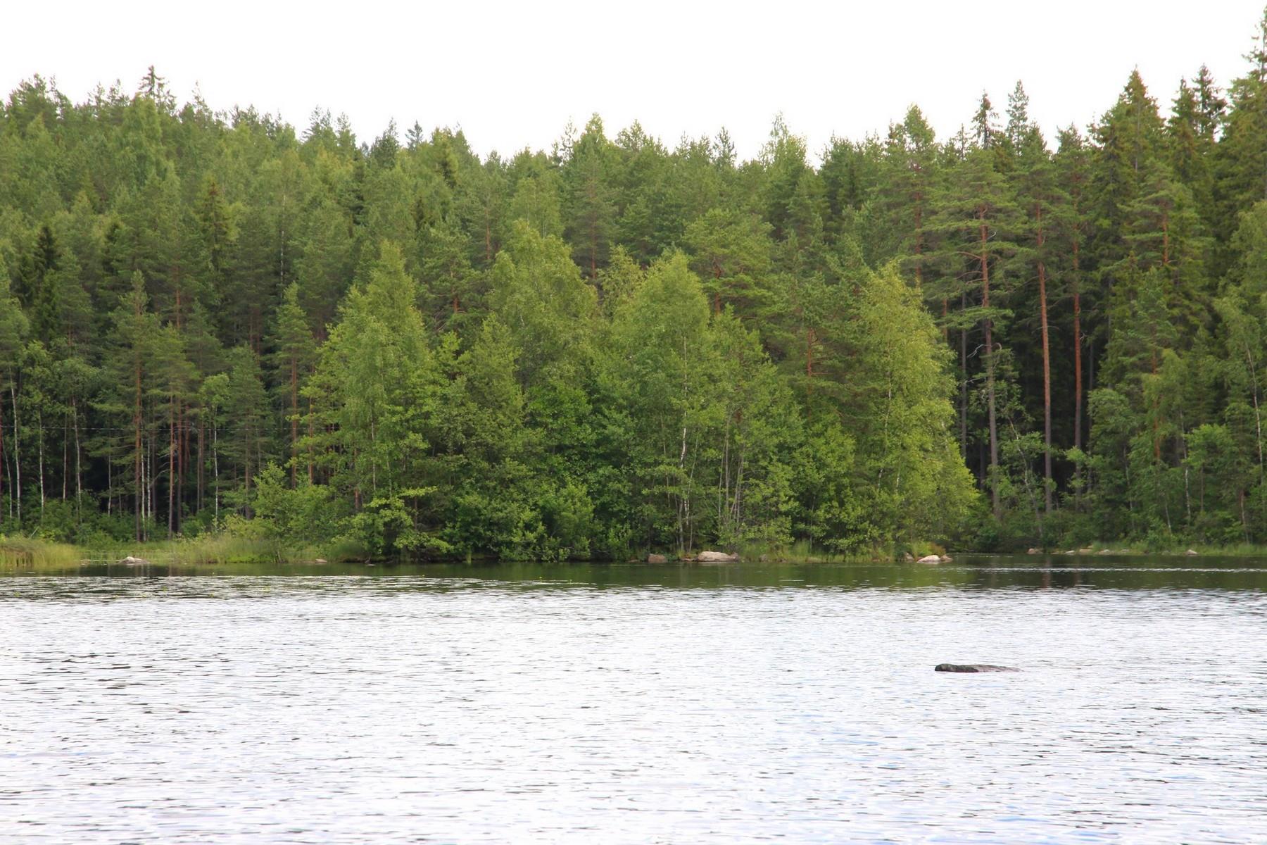 Valkjärvi takajärvi Heinäkuu 2020 (2)
