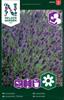 Lavendel