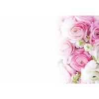 Oasis Kort pink&white ranunculus