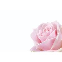 Oasis Kort Rose pink