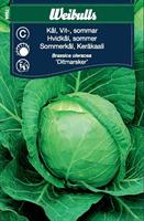 Kål Vit- 'Ditmarsker' sommar