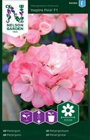 Pelargon Inspire Pink F1, rosa