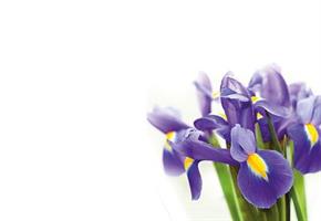 Oasis Kort Purple Iris