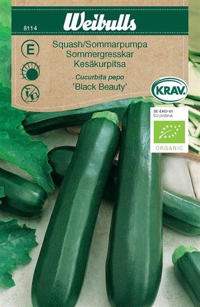 Squash Sommar- 'Black Beauty' Krav Organic