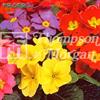 Primula 'T&M Special Giant Flowered Mix'