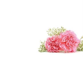 Oasis Kort Pink Carnation & Gyp