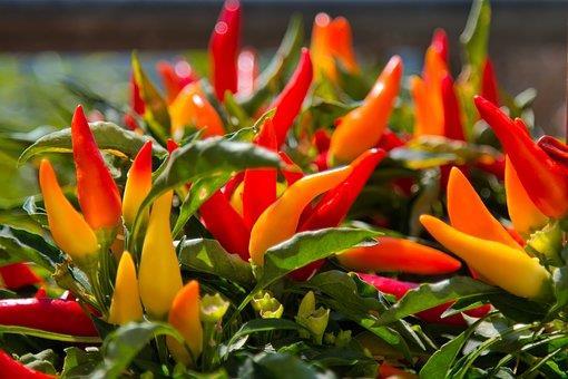 Chili