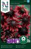 Rudbeckia Sommar- 'Cherry Brandy'