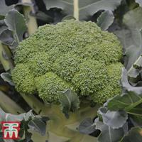 Broccoli 'Komodo' F1