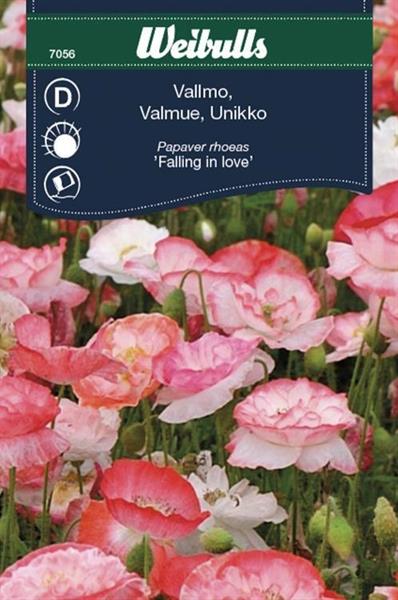 Vallmo 'Falling in Love'