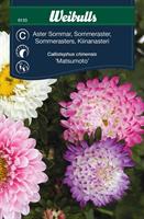 Aster pastell sommar