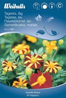 Tagetes 'Mr Majestic'