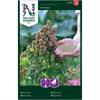 Quinoa 'Vikinga'